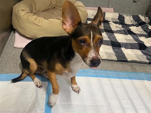 ANTONIA - Smooth Fox Terrier available for adoption
