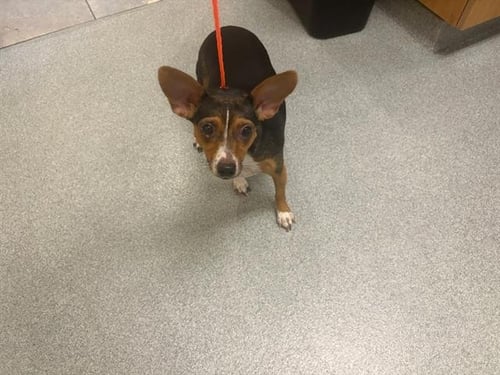 ANTONIA - Smooth Fox Terrier available for adoption