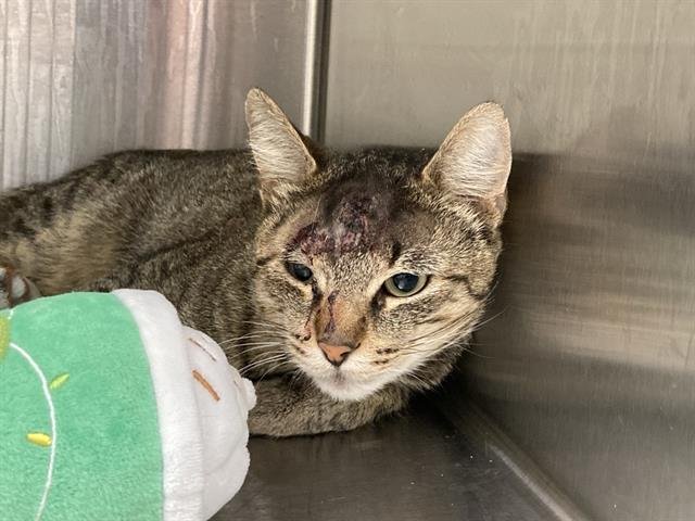 GANDAHAR - Domestic Short Hair available for adoption