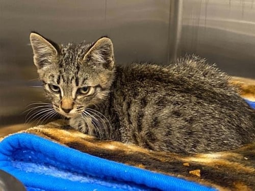 SABERTOOTH - Domestic Short Hair for adoption in Garden Grove