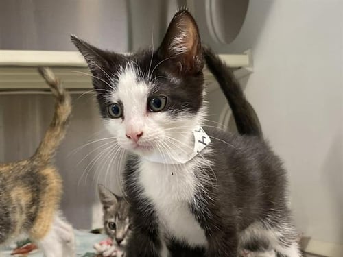 POSSUM - Domestic Short Hair available for adoption