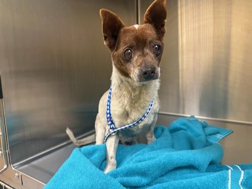 PINTO - Chihuahua available for adoption