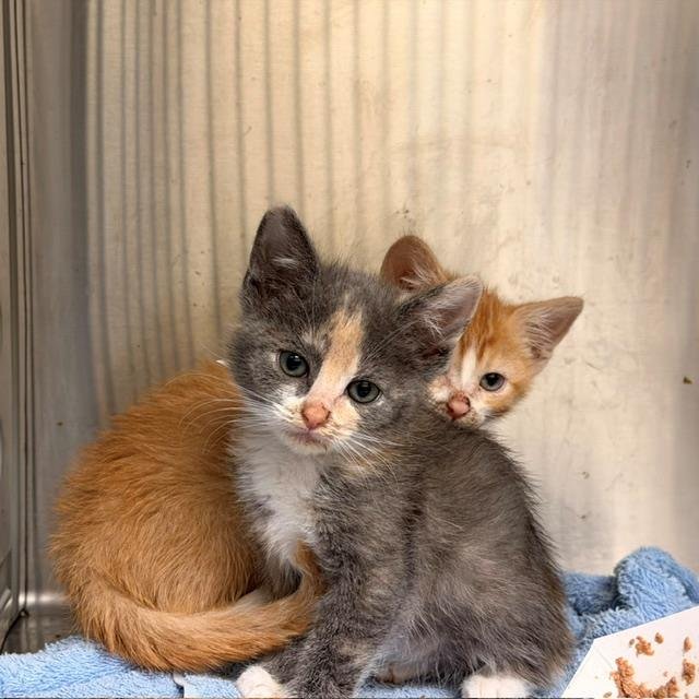 RAY Image