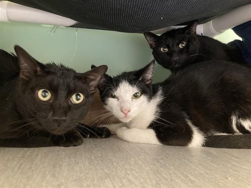 BERMUDA - Domestic Short Hair available for adoption