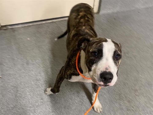 A1978752 - Pit Bull Terrier available for adoption