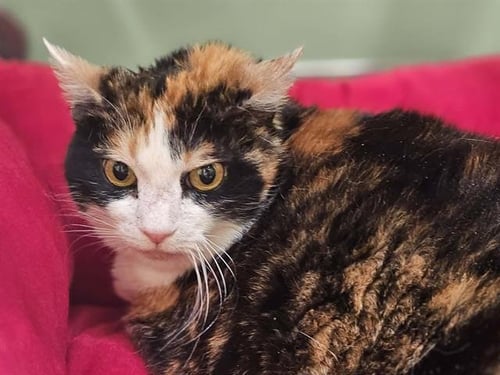 SADIE - Domestic Short Hair for adoption in Santa Ana