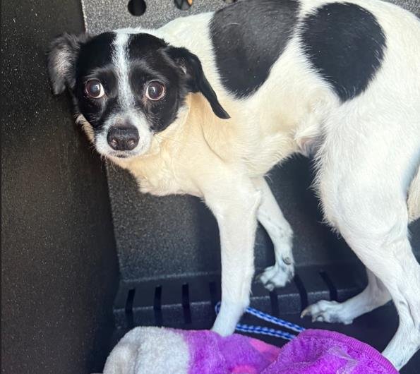 TAMARISK - Chihuahua available for adoption