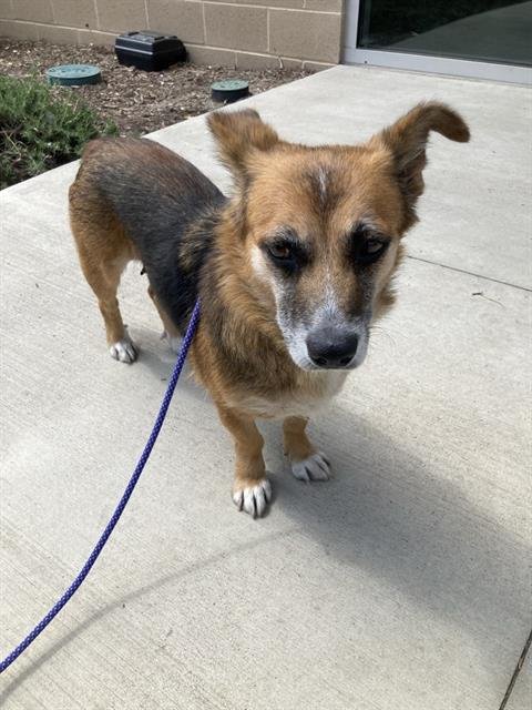 WREN - Pembroke Welsh Corgi / Shetland Sheepdog Sheltie available for adoption