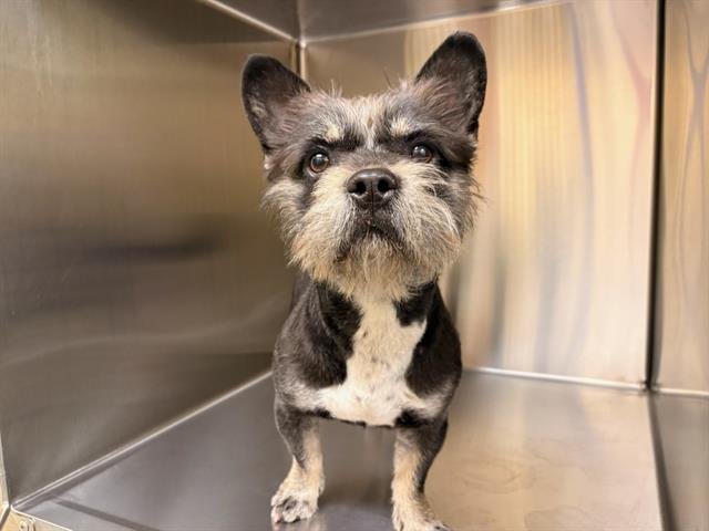 ODIN - Cairn Terrier / Yorkshire Terrier Yorkie available for adoption