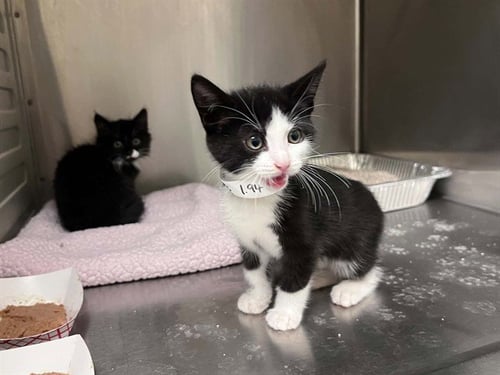 MYSTIC - Domestic Short Hair available for adoption
