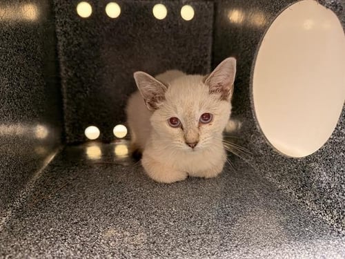 LIONESS - Siamese available for adoption
