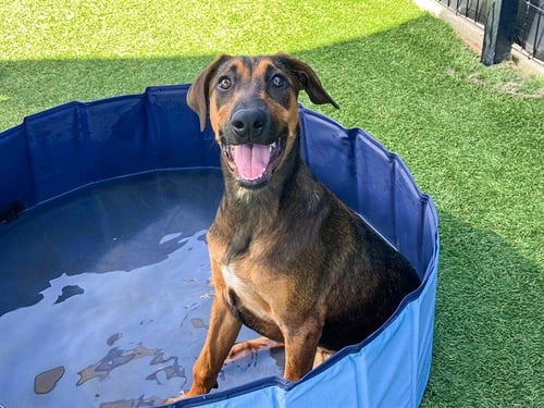 ZELDA - Doberman Pinscher / German Shepherd Dog available for adoption