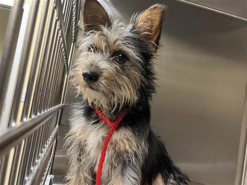 IZZY - Yorkshire Terrier Yorkie available for adoption
