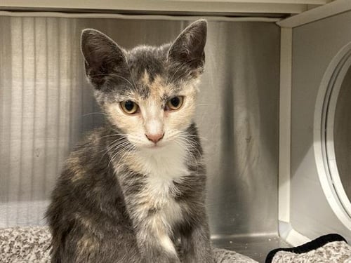 FAUNA - Domestic Short Hair available for adoption