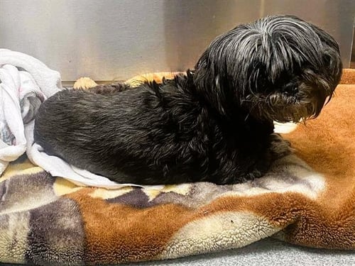 YZMA - Shih Tzu available for adoption