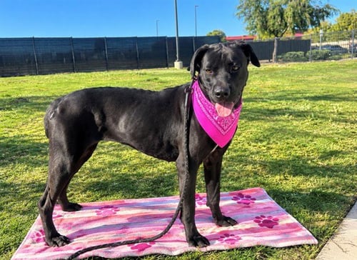 VELVET - Mastiff / Labrador Retriever available for adoption