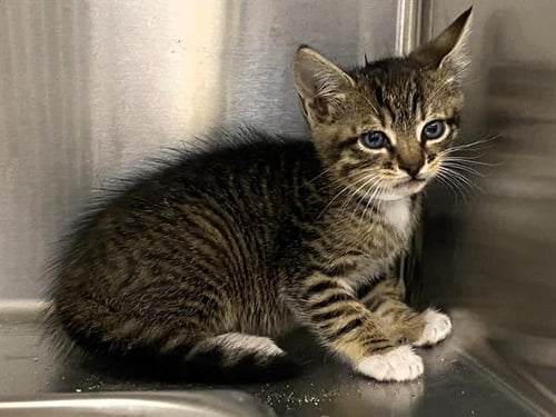 PERCY - Domestic Short Hair available for adoption
