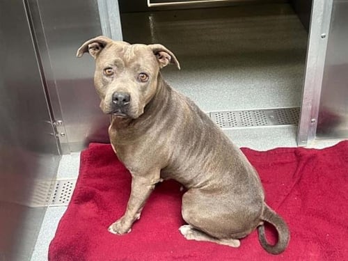 QUESADILLA - Pit Bull Terrier available for adoption
