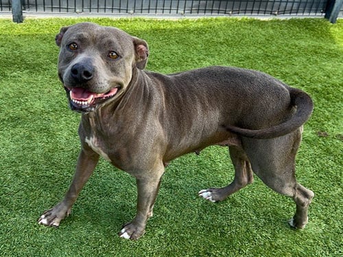 QUESADILLA - Pit Bull Terrier available for adoption