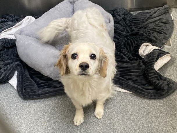 NOELANI - Dachshund / Cocker Spaniel available for adoption