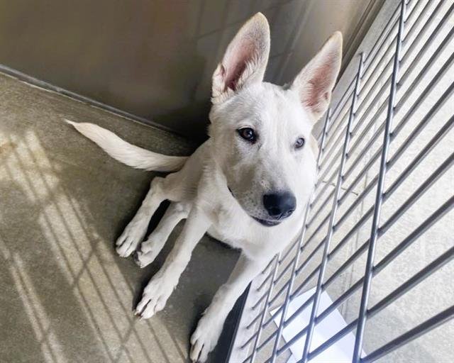 NELLIE - German Shepherd Dog / Labrador Retriever available for adoption