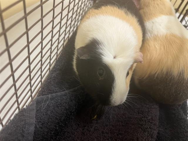 SPICE - Guinea Pig available for adoption