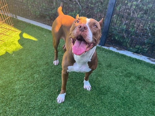 BUMBLEBEE - Pit Bull Terrier available for adoption
