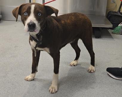 MARCY - Pit Bull Terrier / Australian Cattle Dog/Blue Heeler available for adoption