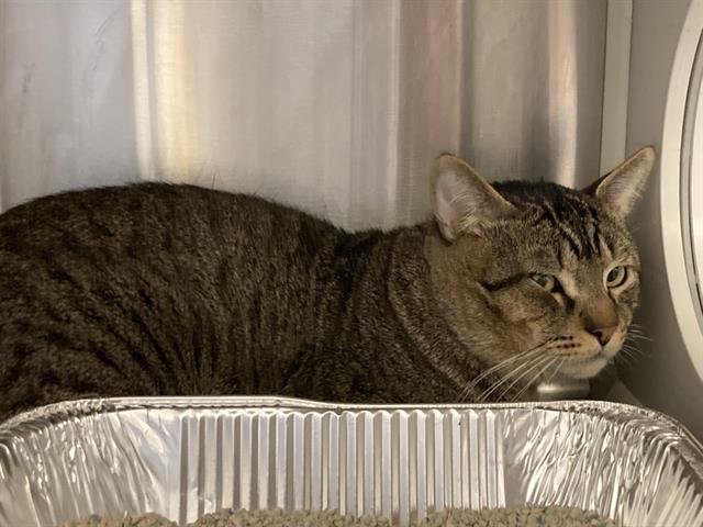 SIMON - Domestic Short Hair available for adoption