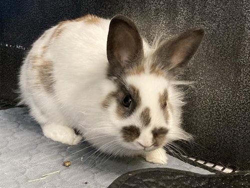 MOON - Shorthaired Rabbit available for adoption