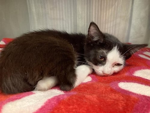 GAZPACHO - Domestic Short Hair available for adoption