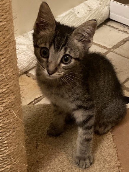 JASPER - Domestic Short Hair available for adoption