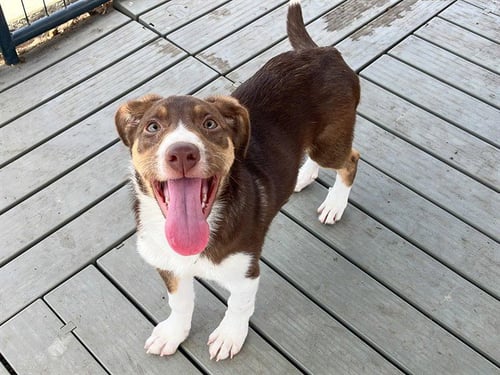 FIGARO - Border Collie available for adoption