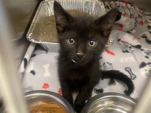 BATMAN - Domestic Short Hair available for adoption