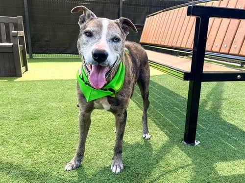 BAXTER - Catahoula Leopard Dog available for adoption