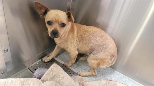 EVAN - Chihuahua available for adoption
