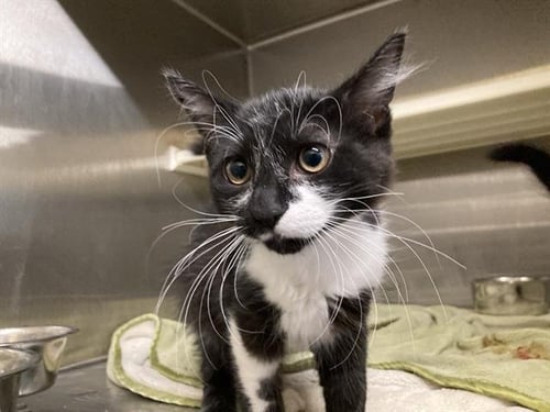FLOYD - Domestic Short Hair available for adoption