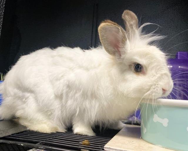 ZUZU - Shorthaired Rabbit available for adoption