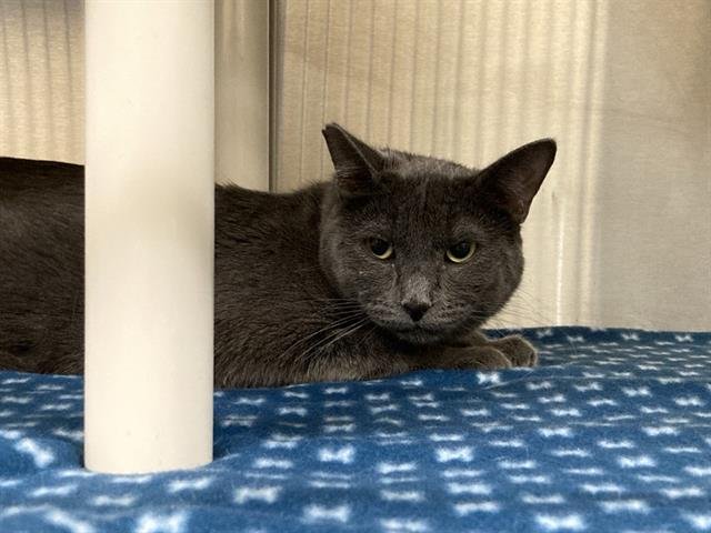 SARAI - Domestic Short Hair available for adoption