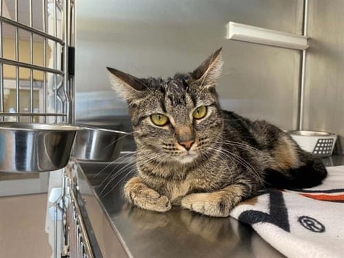 SEABIRD - Domestic Short Hair available for adoption