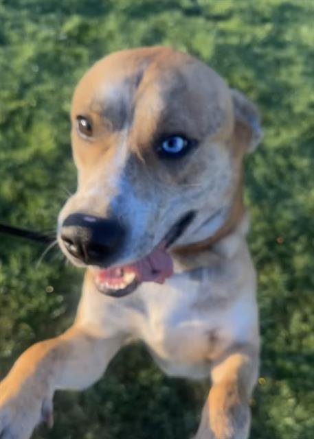 MANNY - Pit Bull Terrier / Siberian Husky available for adoption