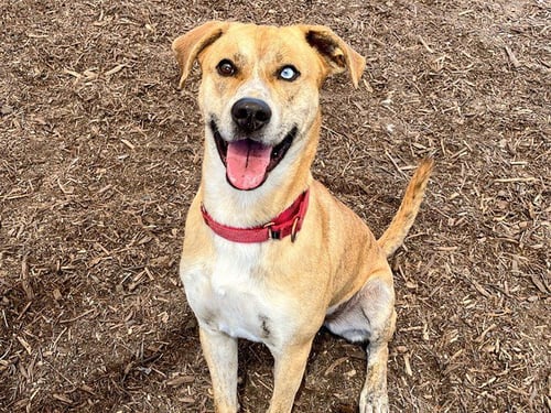 MANNY - Pit Bull Terrier / Siberian Husky available for adoption