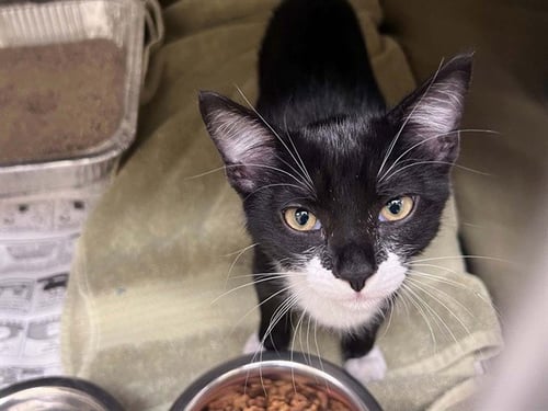 MEGATRON - Domestic Short Hair available for adoption