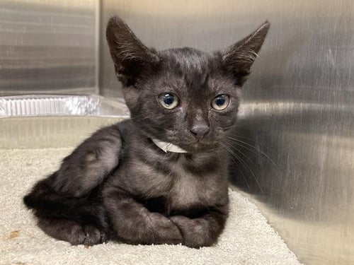 NINE IRON - Domestic Short Hair available for adoption