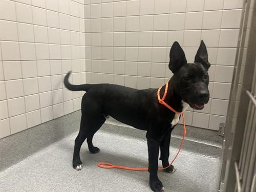 ARNOLD - Labrador Retriever available for adoption