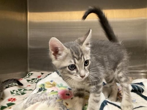 KONA - Domestic Short Hair available for adoption