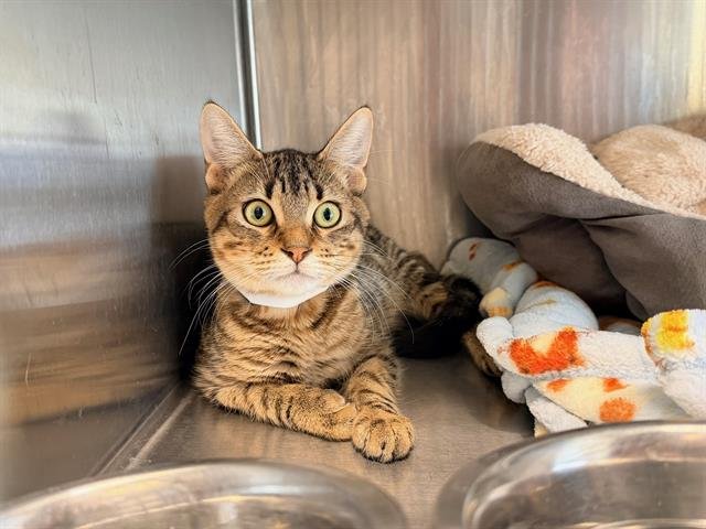 ABNER - Domestic Short Hair available for adoption