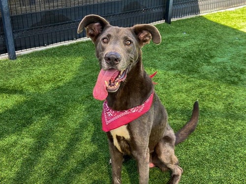 MOOSE - Great Dane available for adoption
