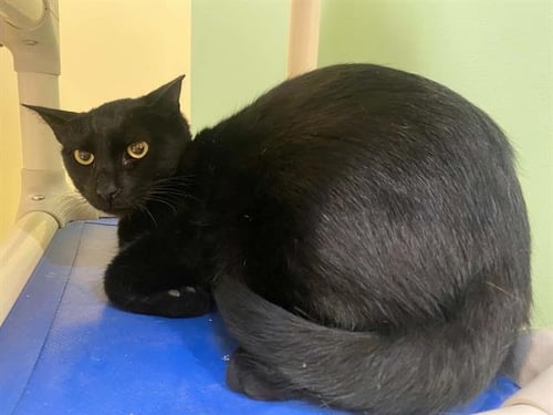 DALLAS - Domestic Short Hair available for adoption