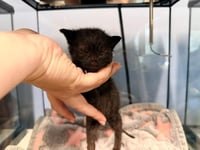 SOCRATES - Photo 1